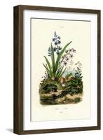 Hyacinth Flower, 1833-39-null-Framed Giclee Print