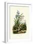 Hyacinth Flower, 1833-39-null-Framed Giclee Print