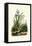 Hyacinth Flower, 1833-39-null-Framed Stretched Canvas