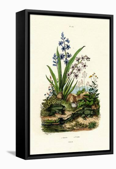 Hyacinth Flower, 1833-39-null-Framed Stretched Canvas