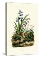 Hyacinth Flower, 1833-39-null-Stretched Canvas