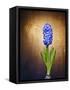 Hyacinth, Flower, Blossom, Plant, Still Life, Blue, Brown, Sepia, Bulb-Axel Killian-Framed Stretched Canvas