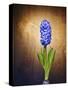 Hyacinth, Flower, Blossom, Plant, Still Life, Blue, Brown, Sepia, Bulb-Axel Killian-Stretched Canvas