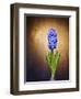 Hyacinth, Flower, Blossom, Plant, Still Life, Blue, Brown, Sepia, Bulb-Axel Killian-Framed Photographic Print