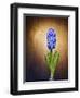 Hyacinth, Flower, Blossom, Plant, Still Life, Blue, Brown, Sepia, Bulb-Axel Killian-Framed Photographic Print