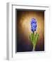 Hyacinth, Flower, Blossom, Plant, Still Life, Blue, Brown, Sepia, Bulb-Axel Killian-Framed Photographic Print