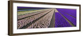 Hyacinth Flower Fields in Famous Lisse, Holland-Anna Miller-Framed Photographic Print