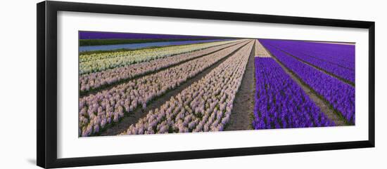 Hyacinth Flower Fields in Famous Lisse, Holland-Anna Miller-Framed Photographic Print