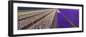 Hyacinth Flower Fields in Famous Lisse, Holland-Anna Miller-Framed Photographic Print