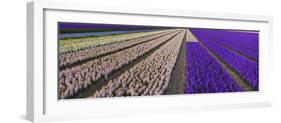 Hyacinth Flower Fields in Famous Lisse, Holland-Anna Miller-Framed Photographic Print