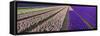 Hyacinth Flower Fields in Famous Lisse, Holland-Anna Miller-Framed Stretched Canvas