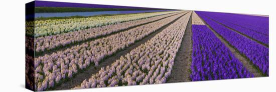 Hyacinth Flower Fields in Famous Lisse, Holland-Anna Miller-Stretched Canvas