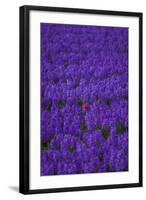 Hyacinth Flower Fields in Famous Lisse, Holland-Anna Miller-Framed Photographic Print