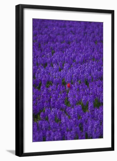 Hyacinth Flower Fields in Famous Lisse, Holland-Anna Miller-Framed Photographic Print