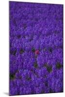 Hyacinth Flower Fields in Famous Lisse, Holland-Anna Miller-Mounted Photographic Print