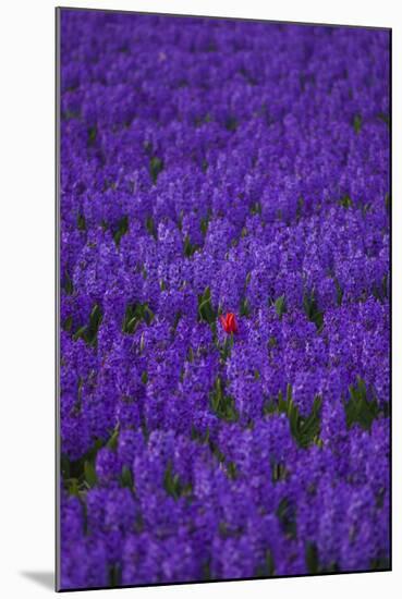 Hyacinth Flower Fields in Famous Lisse, Holland-Anna Miller-Mounted Photographic Print