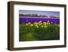 Hyacinth Flower Fields in Famous Lisse, Holland-Anna Miller-Framed Photographic Print