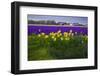 Hyacinth Flower Fields in Famous Lisse, Holland-Anna Miller-Framed Photographic Print