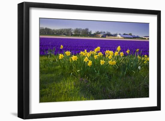 Hyacinth Flower Fields in Famous Lisse, Holland-Anna Miller-Framed Photographic Print