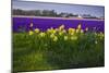Hyacinth Flower Fields in Famous Lisse, Holland-Anna Miller-Mounted Photographic Print