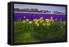 Hyacinth Flower Fields in Famous Lisse, Holland-Anna Miller-Framed Stretched Canvas