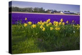 Hyacinth Flower Fields in Famous Lisse, Holland-Anna Miller-Stretched Canvas