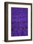 Hyacinth Flower Fields in Famous Lisse, Holland-Anna Miller-Framed Photographic Print