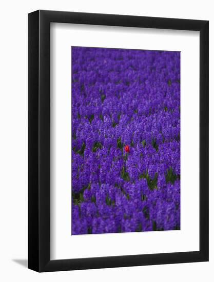 Hyacinth Flower Fields in Famous Lisse, Holland-Anna Miller-Framed Photographic Print