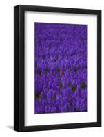 Hyacinth Flower Fields in Famous Lisse, Holland-Anna Miller-Framed Photographic Print