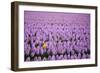 Hyacinth Flower Fields in Famous Lisse, Holland-Anna Miller-Framed Photographic Print