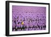 Hyacinth Flower Fields in Famous Lisse, Holland-Anna Miller-Framed Photographic Print