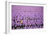 Hyacinth Flower Fields in Famous Lisse, Holland-Anna Miller-Framed Photographic Print