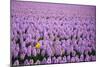 Hyacinth Flower Fields in Famous Lisse, Holland-Anna Miller-Mounted Photographic Print