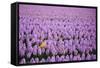 Hyacinth Flower Fields in Famous Lisse, Holland-Anna Miller-Framed Stretched Canvas