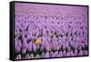 Hyacinth Flower Fields in Famous Lisse, Holland-Anna Miller-Framed Stretched Canvas