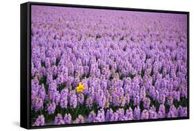 Hyacinth Flower Fields in Famous Lisse, Holland-Anna Miller-Framed Stretched Canvas