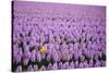 Hyacinth Flower Fields in Famous Lisse, Holland-Anna Miller-Stretched Canvas