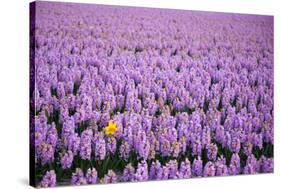 Hyacinth Flower Fields in Famous Lisse, Holland-Anna Miller-Stretched Canvas