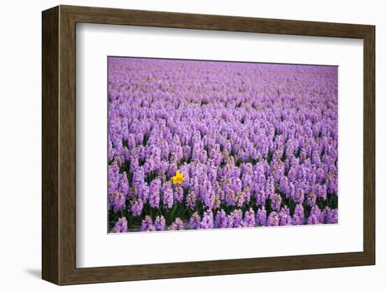 Hyacinth Flower Fields in Famous Lisse, Holland-Anna Miller-Framed Photographic Print