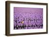 Hyacinth Flower Fields in Famous Lisse, Holland-Anna Miller-Framed Photographic Print