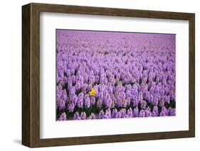 Hyacinth Flower Fields in Famous Lisse, Holland-Anna Miller-Framed Photographic Print