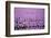 Hyacinth Flower Fields in Famous Lisse, Holland-Anna Miller-Framed Photographic Print