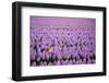 Hyacinth Flower Fields in Famous Lisse, Holland-Anna Miller-Framed Photographic Print