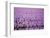 Hyacinth Flower Fields in Famous Lisse, Holland-Anna Miller-Framed Photographic Print