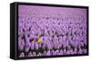 Hyacinth Flower Fields in Famous Lisse, Holland-Anna Miller-Framed Stretched Canvas