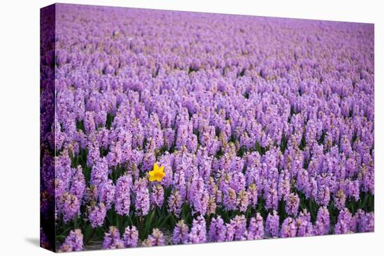 Hyacinth Flower Fields in Famous Lisse, Holland-Anna Miller-Stretched Canvas