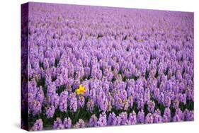 Hyacinth Flower Fields in Famous Lisse, Holland-Anna Miller-Stretched Canvas