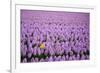 Hyacinth Flower Fields in Famous Lisse, Holland-Anna Miller-Framed Photographic Print