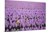 Hyacinth Flower Fields in Famous Lisse, Holland-Anna Miller-Mounted Photographic Print