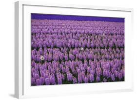 Hyacinth Flower Fields in Famous Lisse, Holland-Anna Miller-Framed Photographic Print